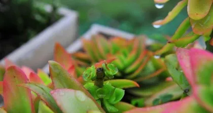 草木灰的多肉养护之路(草木灰的使用方法及注意事项)2