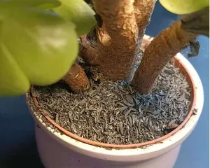 草木灰的多肉养护之路(草木灰的使用方法及注意事项)3