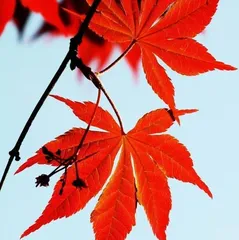 What is the meaning of the flower language of Japanese maples? What do they represent?