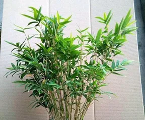 Family Care Tips (From Planting to Maintenance, Everything You Need to Know About Bamboo Care)