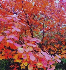 What is the language of the red maple flower? What does it represent? 2