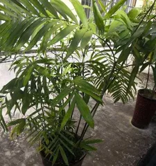 Home Care Tips (From Planting to Care, A Complete Guide to Fern-leaf Bamboo Care You Need to Know) 2