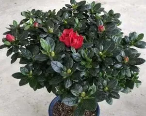 Home Methods for Caring for Azaleas in Summer (Clear Moisture, Remove Diseases, Growth of Azaleas in Summer)