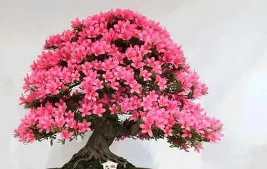 Household methods for caring for rhododendrons in summer (moisturizing and removing diseases, the growth of rhododendrons in summer) 2