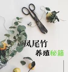 Home Care Tips (From Planting to Care, A Complete Guide to Fern-leaf Bamboo Care You Need to Know) 3