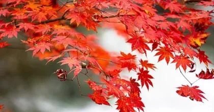 What is the language of the red maple flower? What does it represent? 3