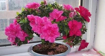 Household methods for caring for rhododendrons in summer (moisturizing and removing diseases, the growth of rhododendrons in summer) 3