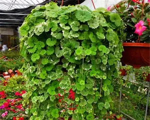 Hanging flower pots, beautifying living spaces (Learn about the types, care, and arrangement of hanging flower pots)