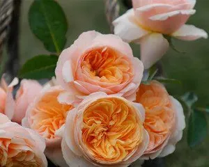 What growing conditions does the retro coral rose need? What should be paid attention to in daily care?