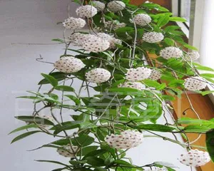 Hanging Flower Pots, Beautifying Your Home Space (Learn about the types, care, and arrangement of hanging flower pots) 2