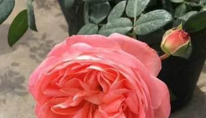 What growth conditions does the Retro Coral Rose need? What should be paid attention to in daily care? 2