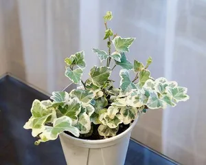 Hanging Flower Pots, Beautifying Your Home Space (Learn about the types, care, and arrangement of hanging flower pots) 3