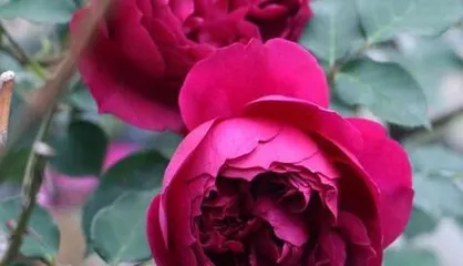 What growth conditions does the Retro Coral Rose need? What should be paid attention to in daily care? 3