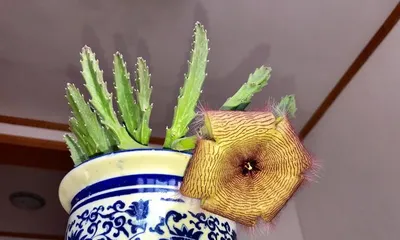 How to care for leopard plant? What should be noted in daily care?