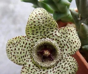 How to care for Stapelia? What should you pay attention to in daily care? 2