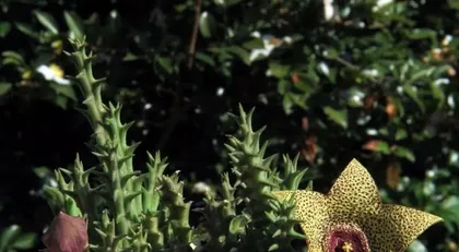 How to care for Stapelia? What should you pay attention to in daily care? 3