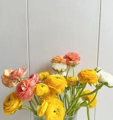 Care Guide for Anemones (How to Keep Anemones Thriving)