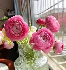 Ranunculus Care Guide (How to Keep Ranunculus Alive for a Long Time) 2