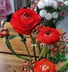 Ranunculus Care Guide (How to Keep Ranunculus Alive for a Long Time) 3
