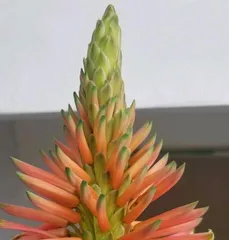 The blooming time and care methods of aloe (How long does an aloe bloom? How to care for aloe to promote blooming?)