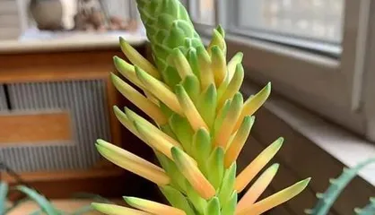 Blooming Time and Care of Aloe Vera (How long is the flowering period of aloe vera? How to care for aloe vera to promote blooming?) 2