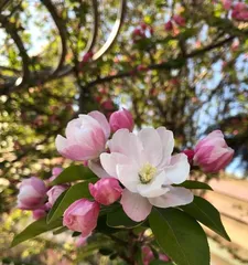 The blooming time of hawthorn flowers and its key factors (exploring the relationship between the blooming time of hawthorn flowers and factors such as climate, light, soil, etc.)