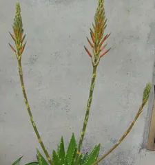 Blooming Time and Care of Aloe Vera (How long is the flowering period of aloe vera? How to care for aloe vera to promote blooming?) 3