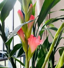 Care Tips After Gladiolus Blooming (Essential Skills for Creating a Beautiful Garden)