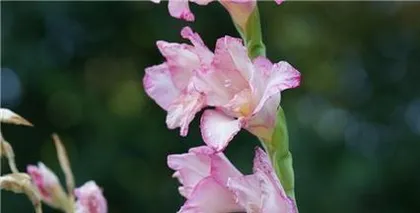 Maintenance Tips for Gladiolus After Flowering (Essential Skills for Creating a Beautiful Garden) 2