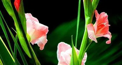 Maintenance Tips for Gladiolus After Flowering (Essential Skills for Creating a Beautiful Garden) 3