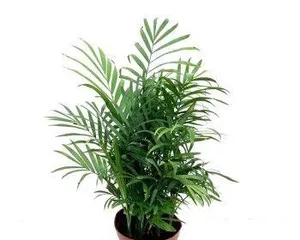 How to make your dwarf palm thrive? (Small Tips for Caring for Dwarf Palms)