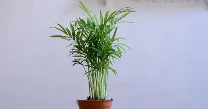 How to make your parlor palm more vigorous? (Care tips for parlor palm) 2