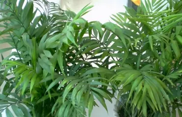 How to make your parlor palm more vigorous? (Care tips for parlor palm) 3