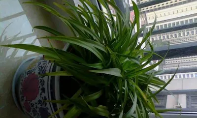 Can I water with sugar water? How to grow a spider plant? (Exploring the care techniques for spider plants and the effects of sugar water)