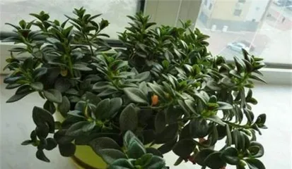 Can it be watered with sugar water? How to care for a spider plant? (Exploring spider plant care techniques and the role of sugar water) 2