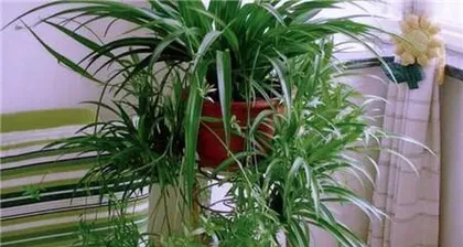 Can it be watered with sugar water? How to care for a spider plant? (Exploring spider plant care techniques and the role of sugar water) 3