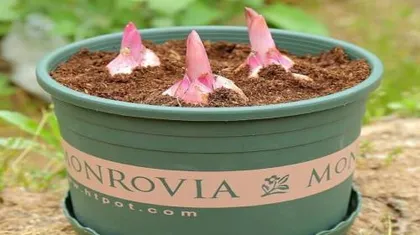 Watering Techniques for Lily Pots After Repotting (Key Points and Techniques for Caring for Repotted Lilies)