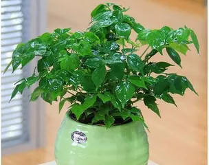 Is the Happy Tree toxic? How to care for it indoors? - Happy Tree, toxicity, and care tips