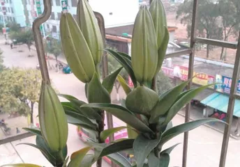 Watering Techniques for Lilies After Repotting (Key Points and Techniques for Repotted Lily Care) 2