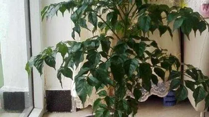 Are Lucky Trees Poisonous? How to Care for Them Indoors? - Lucky Trees, Toxicity, and Care Tips2