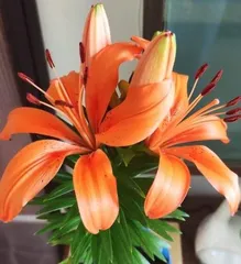 Watering Techniques for Lilies After Repotting (Key Points and Techniques for Repotted Lily Care) 3