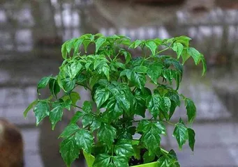 Are Lucky Trees Poisonous? How to Care for Them Indoors? - Lucky Trees, Toxicity, and Care Tips3