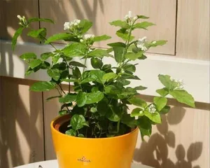 A Complete Guide to Winter Care for Potted Jasmine (How to Get Indoor Jasmine Through the Cold Winter? Tips and Tricks to Help You Succeed) 2