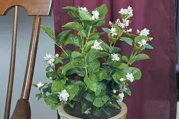 A Complete Guide to Winter Care for Potted Jasmine (How to Get Indoor Jasmine Through the Cold Winter? Tips and Tricks to Help You Succeed) 3