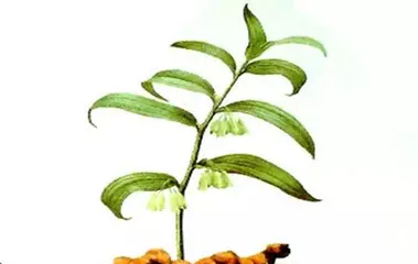 Care for Lily of the Valley in Winter (Keeping Lily of the Valley Evergreen in Winter)