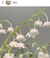 Winter Care for Lily of the Valley (Keeping Lily of the Valley Evergreen in Winter) 2