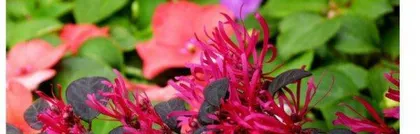 How to successfully care for red flowers? What are the planting techniques and precautions for red flowers?
