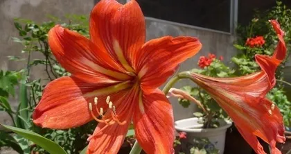 How to Successfully Care for Safflower? What are the Planting Techniques and Precautions for Safflower? 2