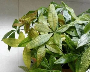 How often should the Money Tree be watered? How to master the watering technique?