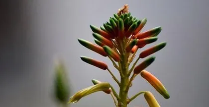 Winter Care for Lily of the Valley (Keeping Lily of the Valley Evergreen in Winter) 3